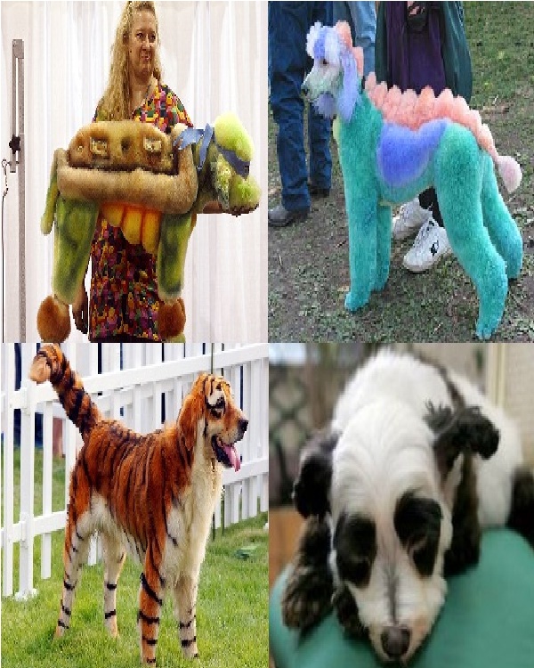 Dog grooming-Weirdest Hobbies