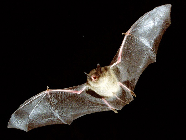 Bat-Weird Facts About Animals