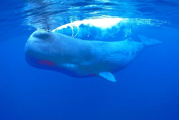 Sperm Whale-Most Intelligent Animals