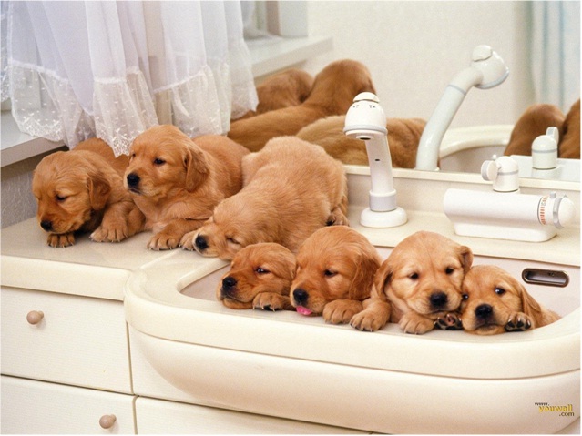 Bath Time Blitz-Cutest Puppies