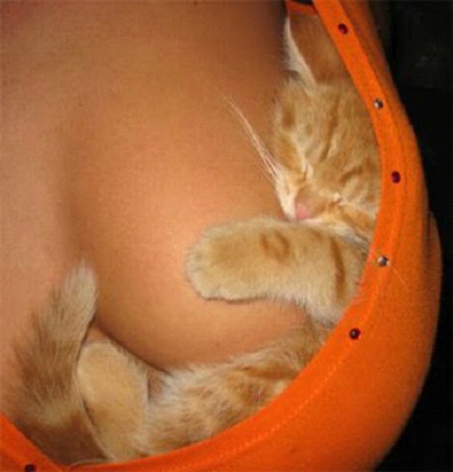 Squishy Kitty-Pics Of Pets Being Cozy With Female Breasts