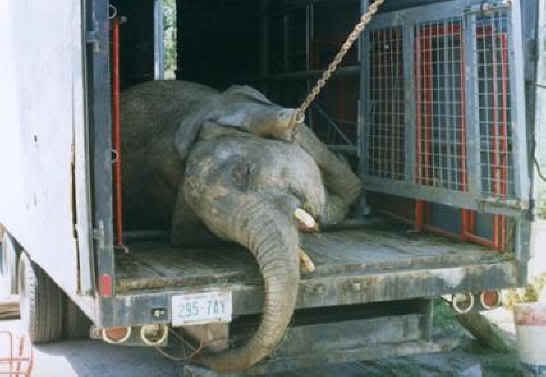They sell old elephants-Facts About Circuses