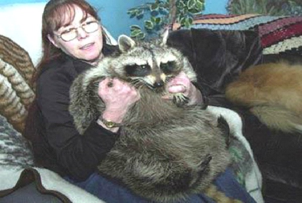 Bandit The Giant Raccoon-World's Biggest Pets