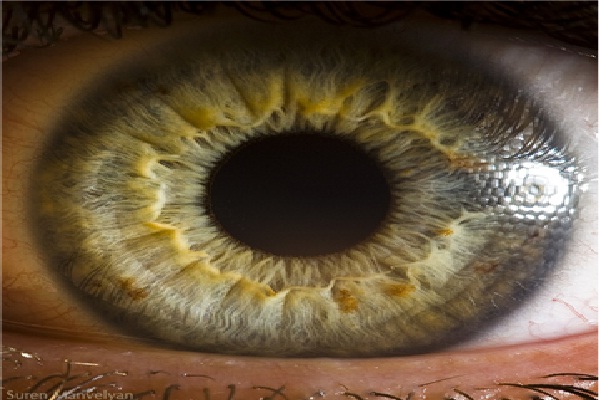 The iris-Extreme Close Ups Of The Human Eye