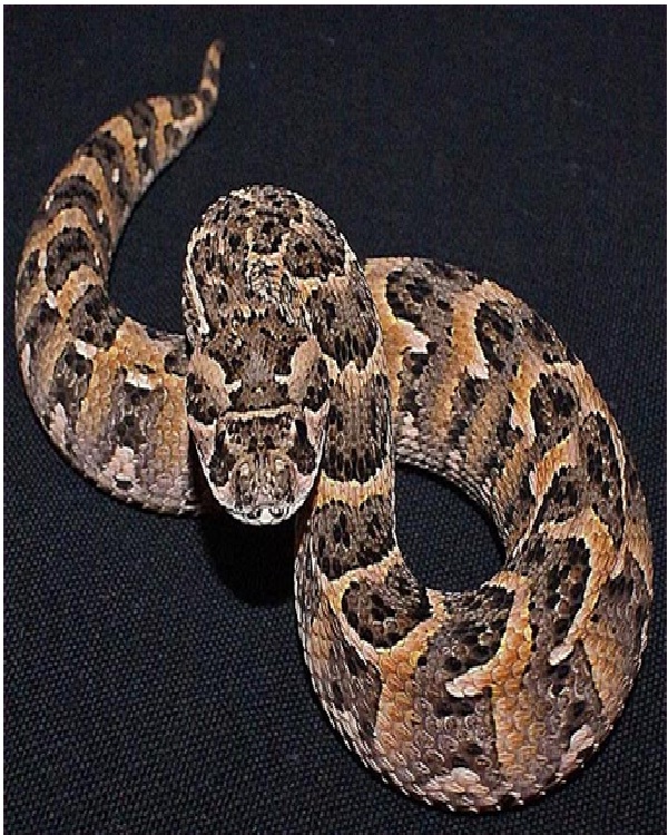 Bitis Arietans-Most Dangerous Snakes In The World