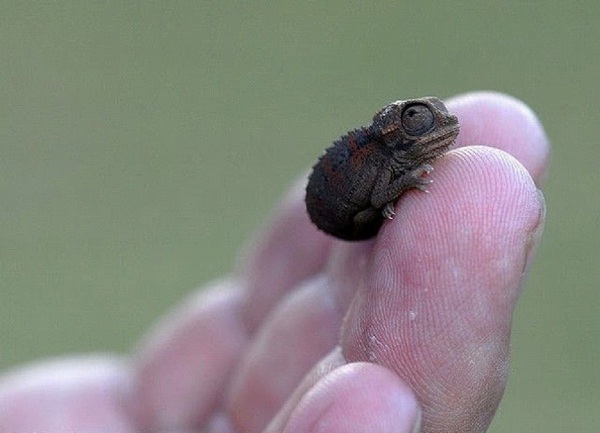 Cutest Baby Chameleons-Cutest Baby Animals