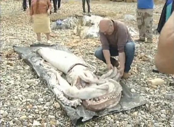 Giant squid-Horrible Deep Sea Creatures