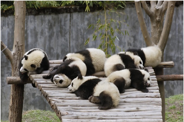 Giant Panda Cub Eyes-Amazing Facts About Pandas