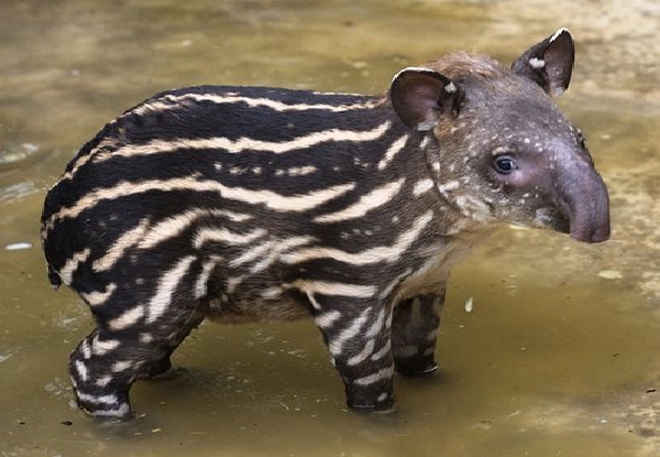 Tapir-Funny Looking Animals