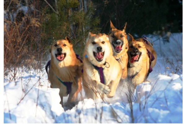 Chinook-Rare Dog Breeds
