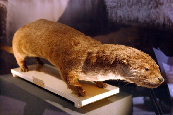 Japanese river otter-Most Amazing Extinct Animals