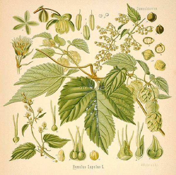 Hops Are Antiviral-Benefits Of Drinking Beer