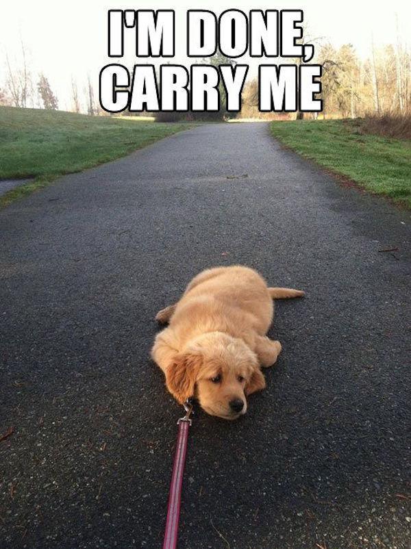 You Remember How Excited She Was When You Say 'Let's Go For a Walk'-15 Images You Can Relate To If You Own A Dog