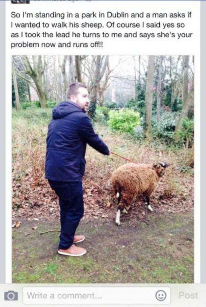 Sheep Problem-15 People Who Just Want To Watch The World Burn