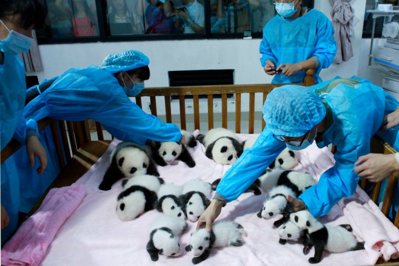 Serve us, Humans-15 Images That Show, You Must Visit A Baby Panda Daycare Once