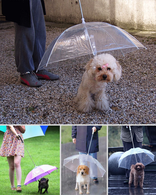 Umbrella for Dogs-15 Awesome Innovations That Simplify Everyday Life