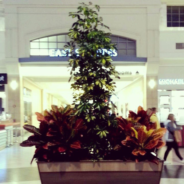 This Decorative Bush that Remind You Something!-15 Mall Fails That Are Hard To Unsee