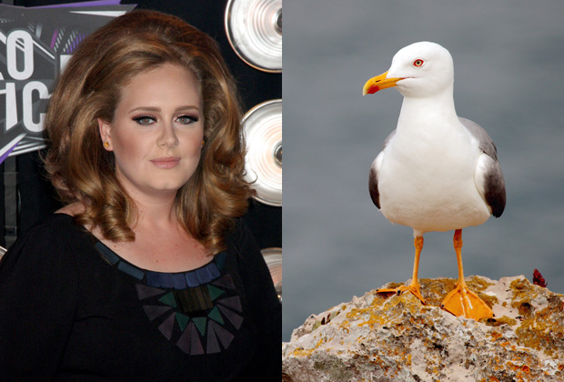 Adele – Fear of Seagulls-15 Celebrities With Weird Phobias