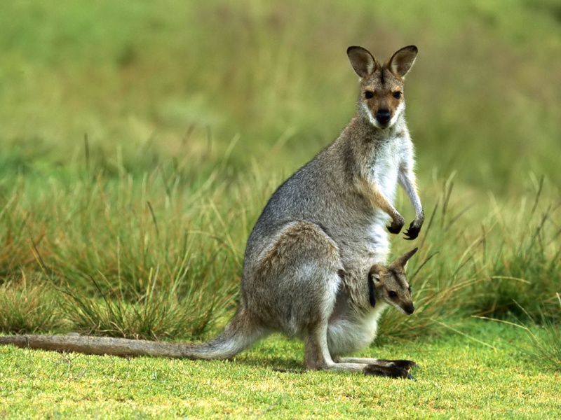 Kangaroo-15 Super Cool Animals That You May Find Only In Australia