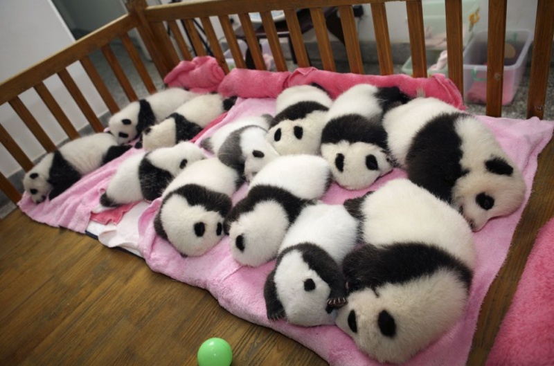 This is Why It’s a Daycare-15 Images That Show, You Must Visit A Baby Panda Daycare Once