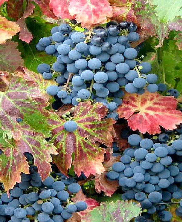 Cabernet Franc-Best Types Of Red Wine