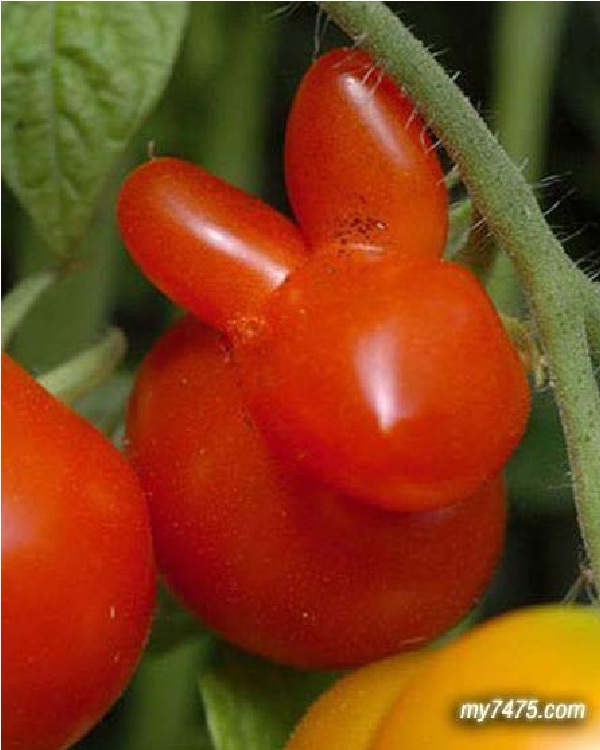Rabbit tomato-Top 15 Weirdest Shaped Fruits/vegetables