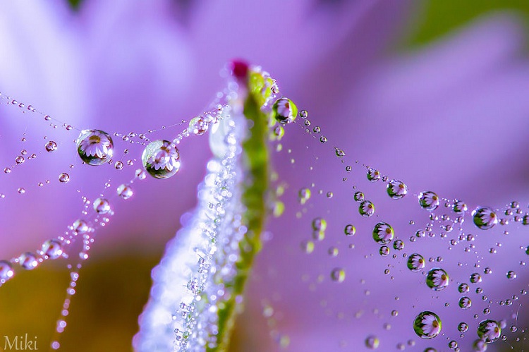 Explosive Art-Amazing Water Droplet Photography By Miki Asai