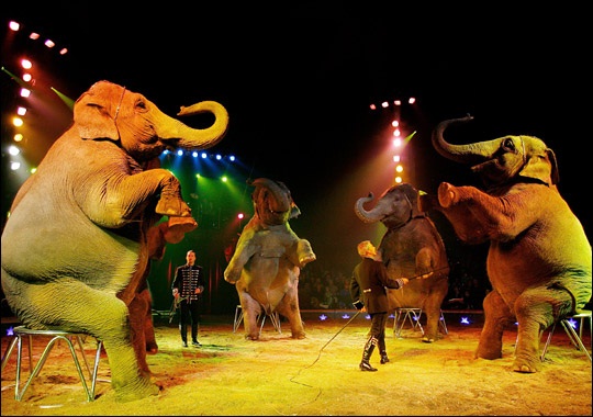 Unmonitored-Facts About Circuses