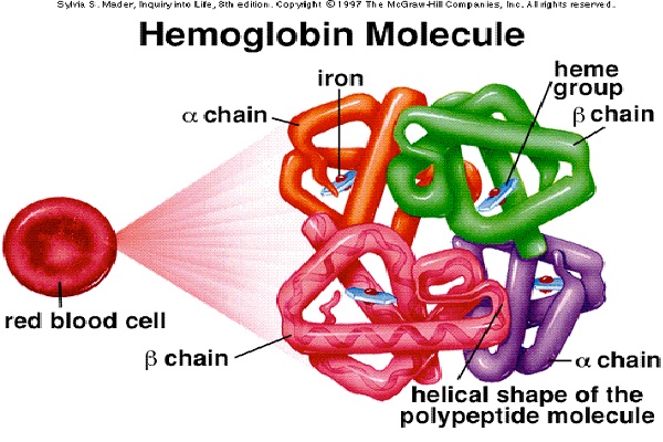 Improves Hemoglobin-Health Benefits Of Eating Dry Fruits