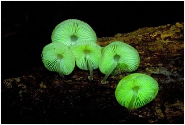 Glow in the dark-Amazing Looking Mushrooms