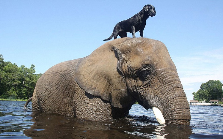 The vantage point-Wonderful Friendship Between Animals