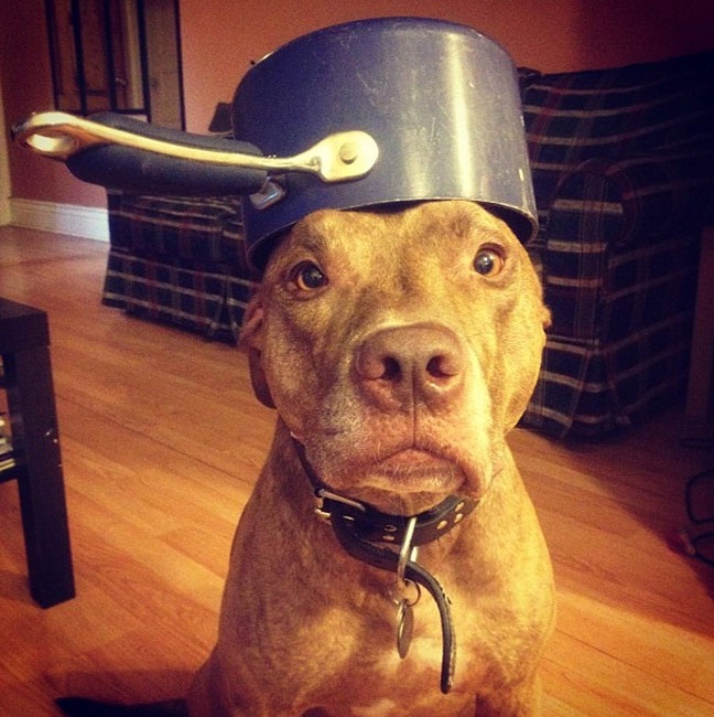 Pot Luck-Patient Dog Named Scout Who Can Balance Anything On His Head