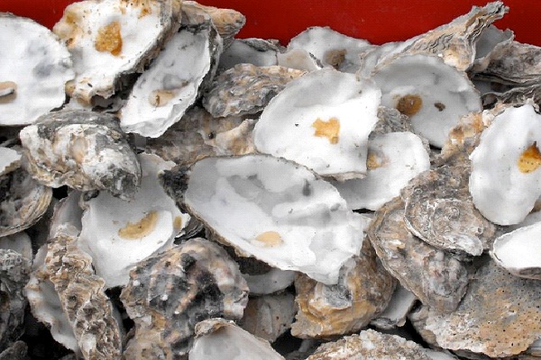 Oysters-Foods That Help Building Blood