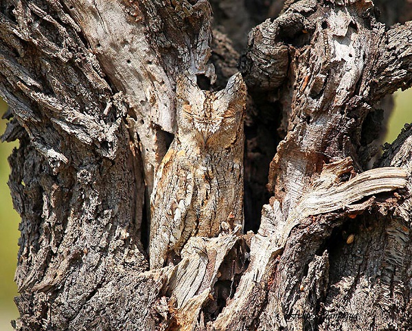 Owl 2-Amazing Camouflage Animals