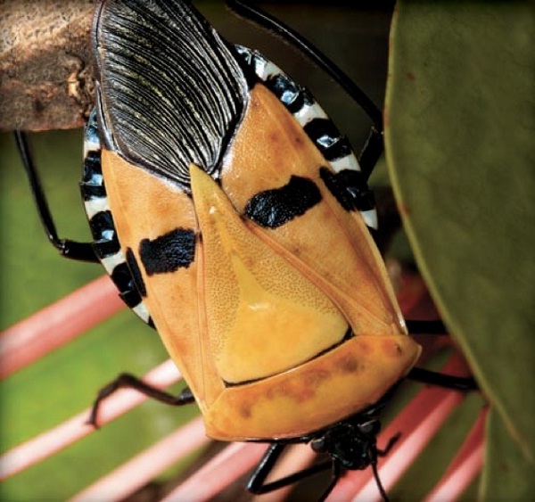 Man-faced bug-Cutest Bugs Ever