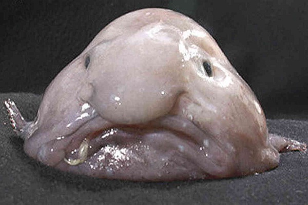 Blobfish-Horrible Deep Sea Creatures