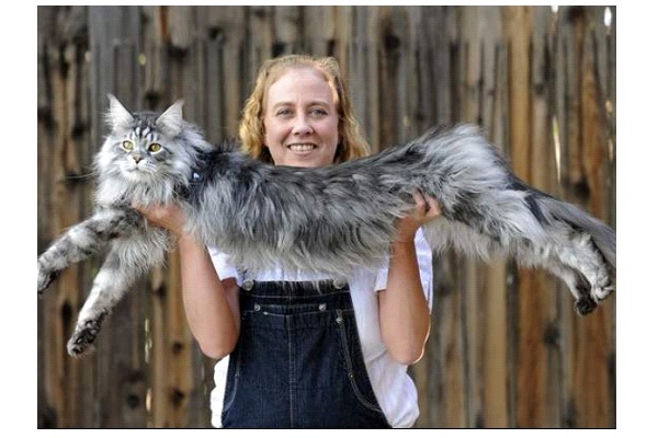 Stewie The Longest Cat-World's Biggest Pets