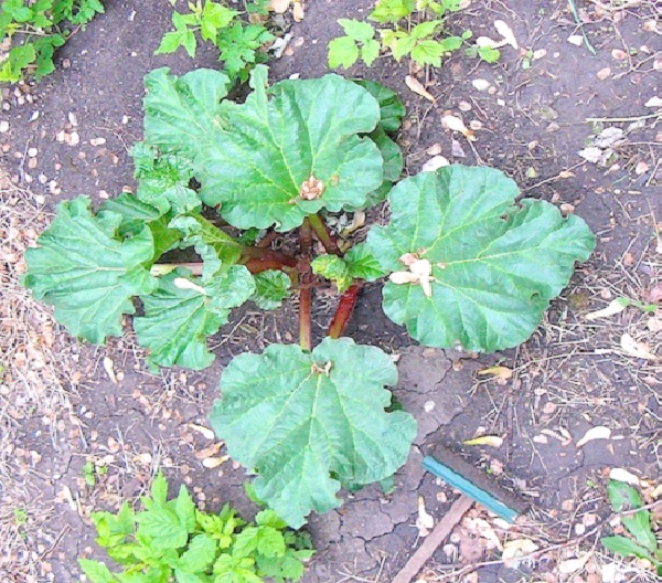 Rhubarb-Common But Deadly Plants