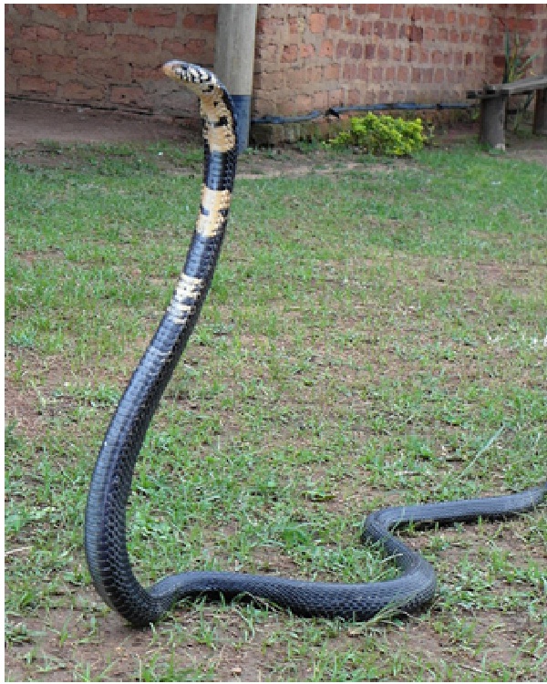 Forest Cobra-Most Dangerous Snakes In The World