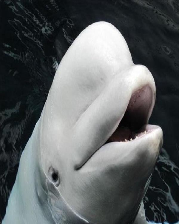 Beluga Whale-Cute Sea Creatures