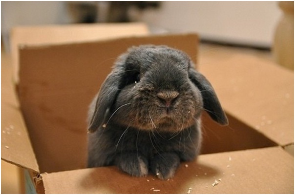 Bunny Stuck in A Box-Adorable Sad Animal Pictures