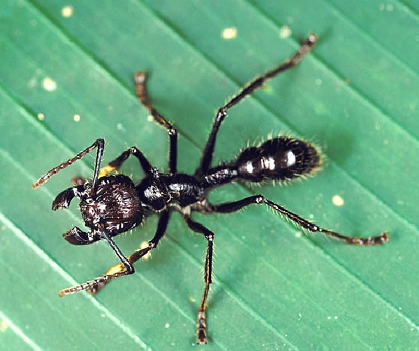 Bullet ant-Bizarre Creatures Found In The Amazon Rain Forest