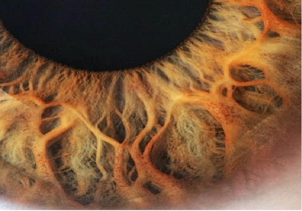 Intriguing-Extreme Close Ups Of The Human Eye