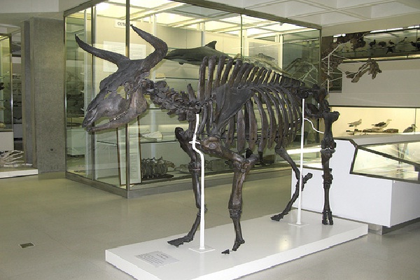 Aurochs-Most Amazing Extinct Animals