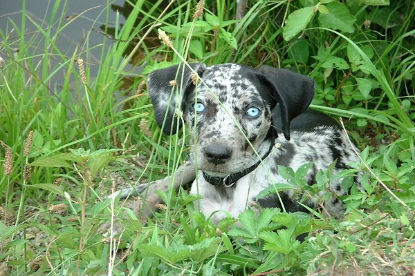 The Catahoula Leopard Dog-Rare Dog Breeds