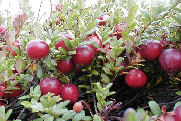Cranberries-Best Antioxidant Foods