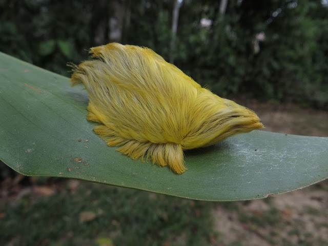 Megalopygidae Caterpillar-Animals You Won't Believe Are Real