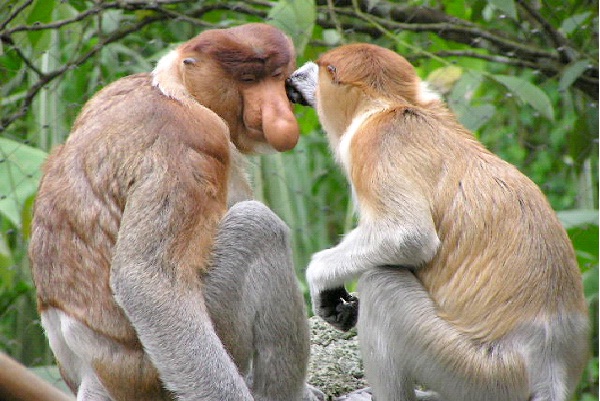 Monkey-Most Intelligent Animals