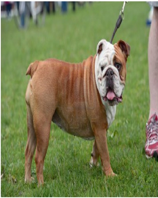 English Bulldog-Most Expensive Dogs In The World
