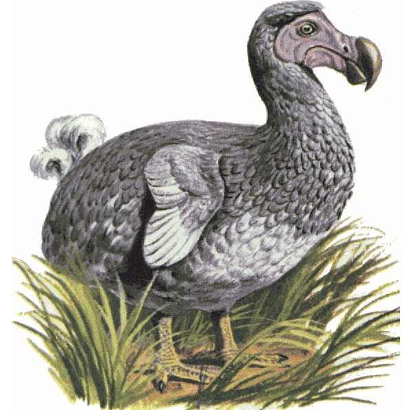 Dodo-Extinct Animals That Science Could Bring Back From The Dead